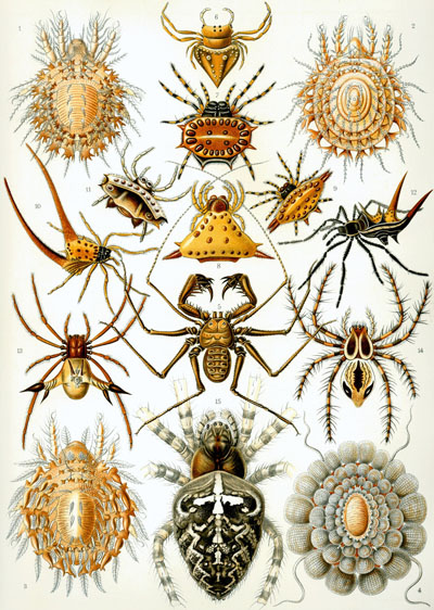 Arachnida