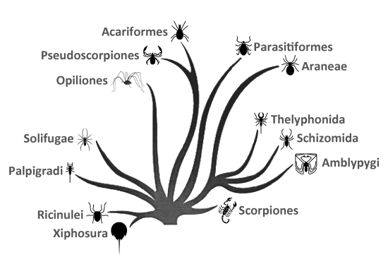 tree arachnida