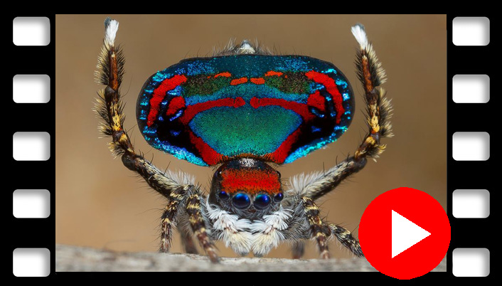 video peacock spider