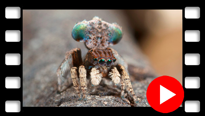 video peacock spider