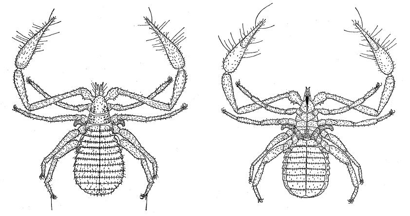 Chelifer cancroides