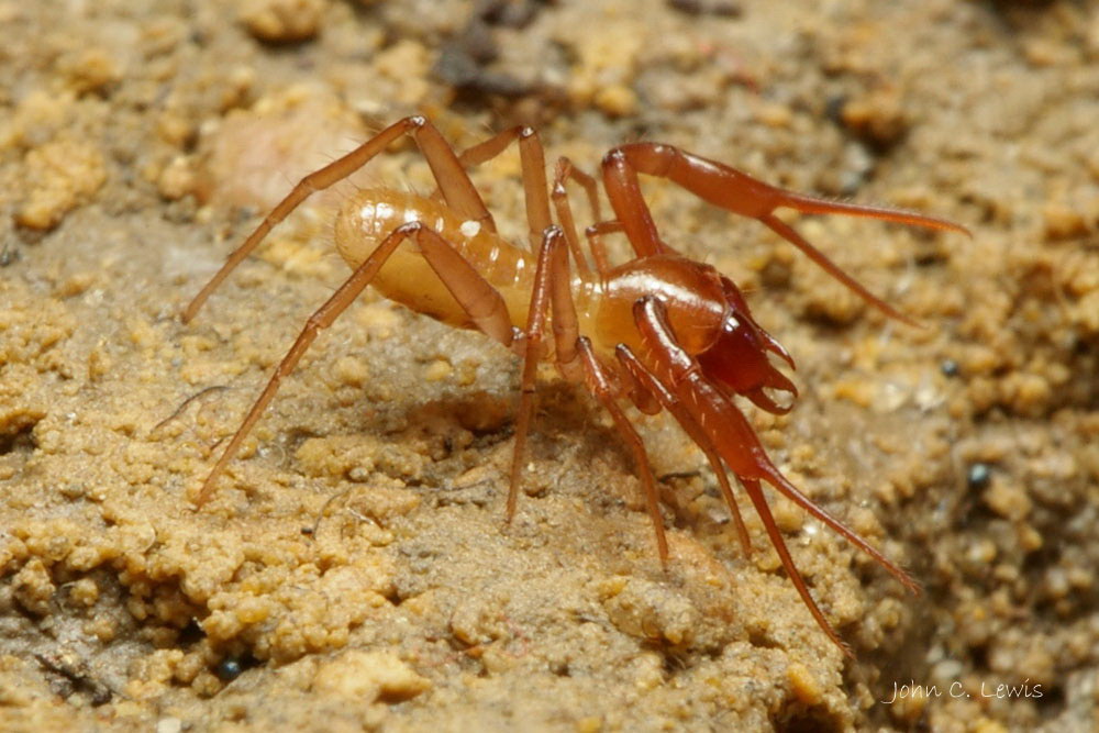 Chthoniidae