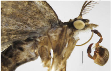 Rhacochelifer