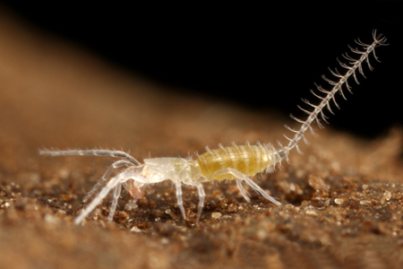 Eukoenenia spelaea