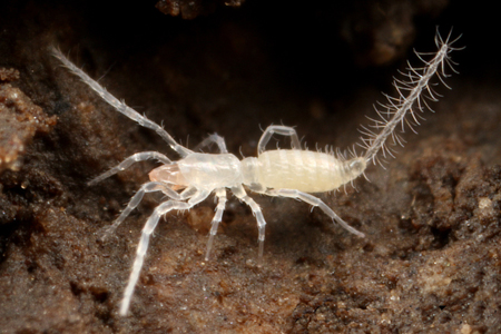 Eukoenenia spelaea