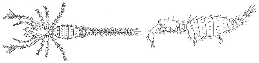 Schizomida