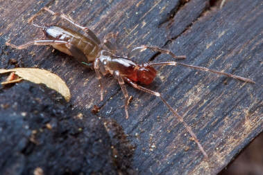 Hubbardia pentapeltis female