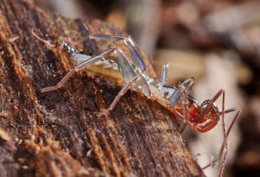 Hubbardia pentapeltis male