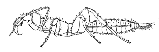 Schizomida