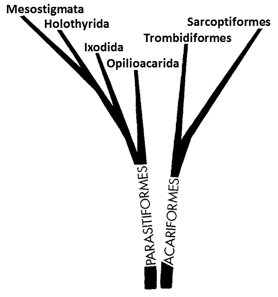 Acari dendrogram