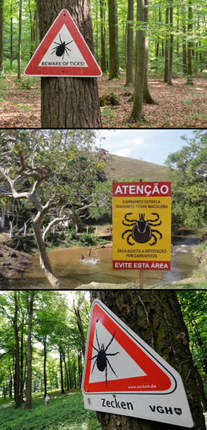 Tick beware