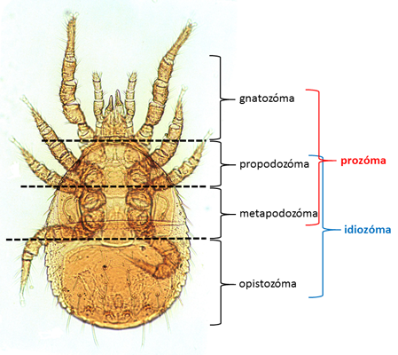 acarine body